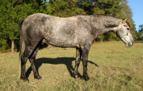 HorseID: 2305463 Stormy TR - PhotoID: 1088832