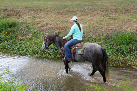 HorseID: 2305463 Stormy TR - PhotoID: 1088833