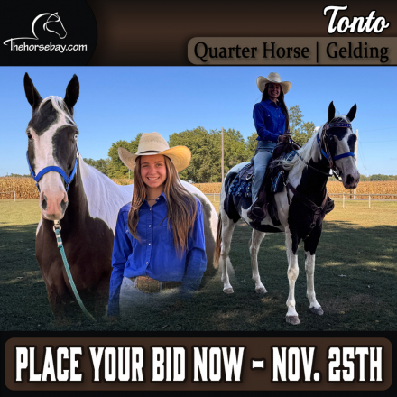 HorseID: 2305467 Tonto - PhotoID: 1088862