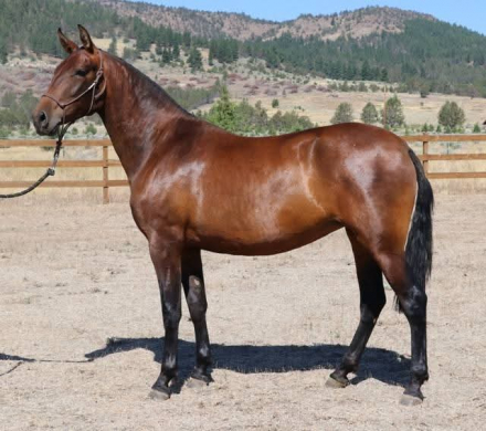 HorseID: 2305468 Operetta KR - PhotoID: 1088866