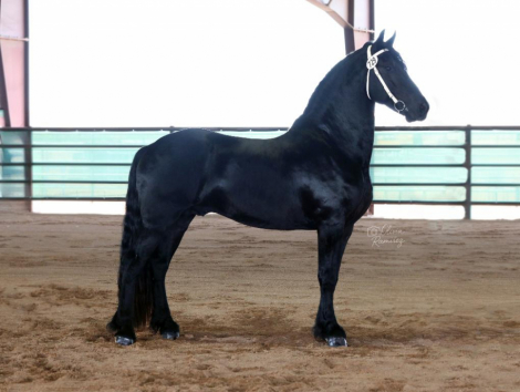 HorseID: 2305472 Triton Black Gold - PhotoID: 1088867