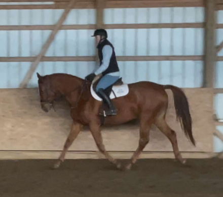 HorseID: 2305474 MM Sunrise Surprise - PhotoID: 1089208