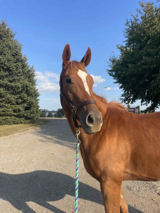 HorseID: 2305474 MM Sunrise Surprise - PhotoID: 1089209