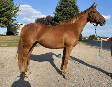 HorseID: 2305474 MM Sunrise Surprise - PhotoID: 1089210