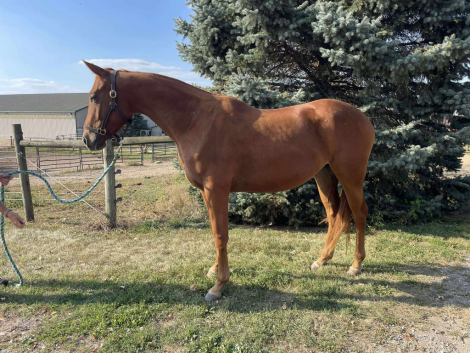 HorseID: 2305474 MM Sunrise Surprise - PhotoID: 1089211