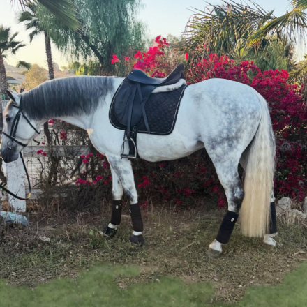 HorseID: 2305483 Rex - PhotoID: 1088870