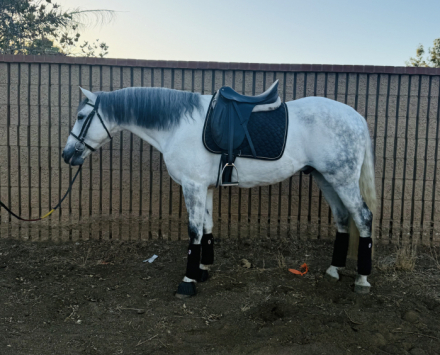 HorseID: 2305483 Rex - PhotoID: 1088871