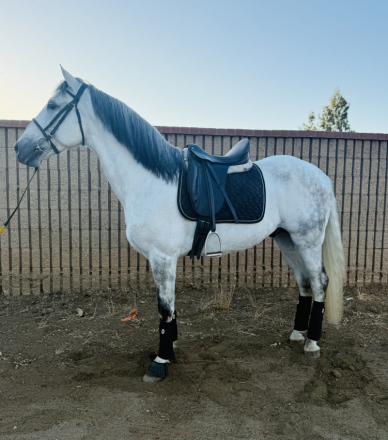 HorseID: 2305483 Rex - PhotoID: 1088872