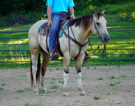 HorseID: 2305484 Royal Legacy Max - PhotoID: 1088874