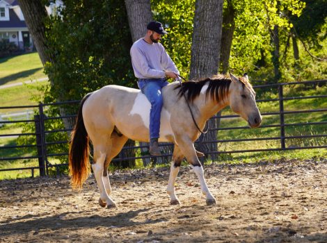 HorseID: 2305484 Royal Legacy Max - PhotoID: 1088875