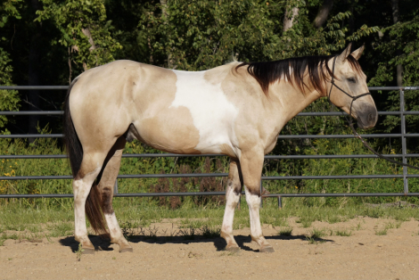 HorseID: 2305484 Royal Legacy Max - PhotoID: 1088876
