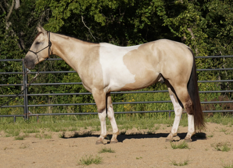 HorseID: 2305484 Royal Legacy Max - PhotoID: 1088877