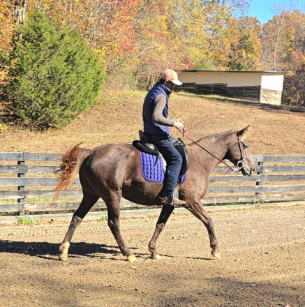 HorseID: 2305486 Vergelands Silver Shadow - PhotoID: 1088883