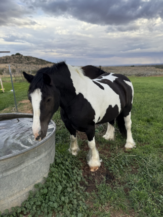 HorseID: 2305487 FTF The Girl On Fire - PhotoID: 1089447