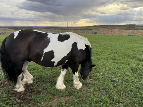 HorseID: 2305487 FTF The Girl On Fire - PhotoID: 1089448