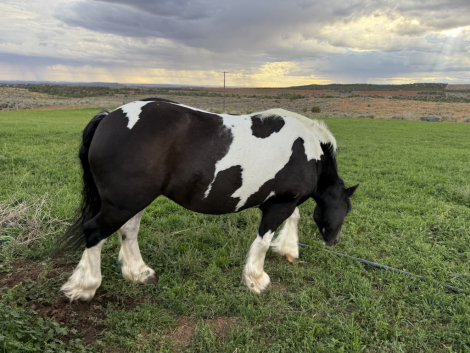 HorseID: 2305487 FTF The Girl On Fire - PhotoID: 1089449