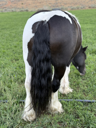 HorseID: 2305487 FTF The Girl On Fire - PhotoID: 1089450