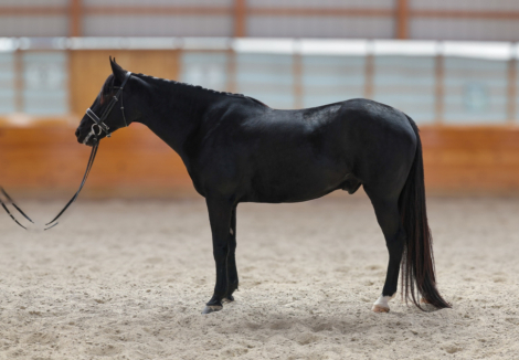 HorseID: 2305489 A Very Classy Boy - PhotoID: 1088886