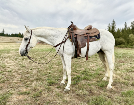 HorseID: 2305495 HICKORY ON A HANDLE - PhotoID: 1088890