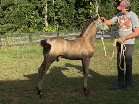 HorseID: 2305496 Starfires Galaxy - PhotoID: 1088892