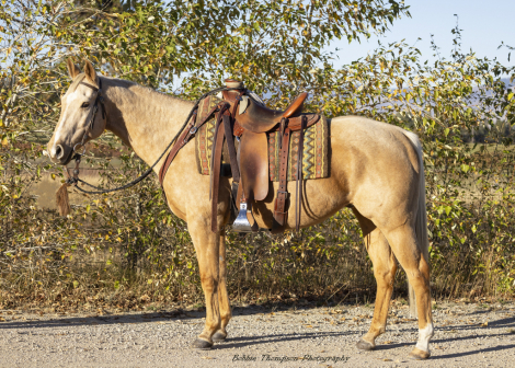 HorseID: 2305500 THE SUNNYCAT - PhotoID: 1088900