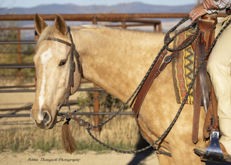 HorseID: 2305500 THE SUNNYCAT - PhotoID: 1088901