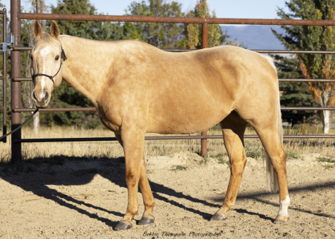 HorseID: 2305500 THE SUNNYCAT - PhotoID: 1088902