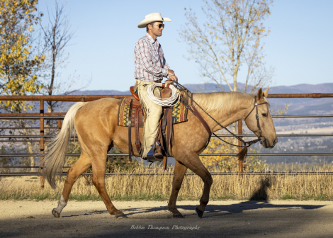 HorseID: 2305500 THE SUNNYCAT - PhotoID: 1088903