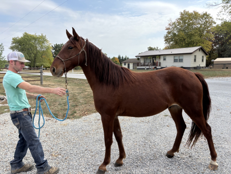 HorseID: 2305501 Oh Boy - PhotoID: 1088906