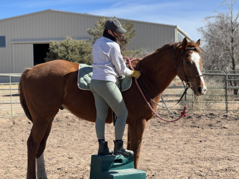 HorseID: 2305502 Theodore (aka Teddy) - PhotoID: 1088904