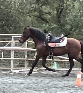 HorseID: 2305514 Runo - PhotoID: 1088907