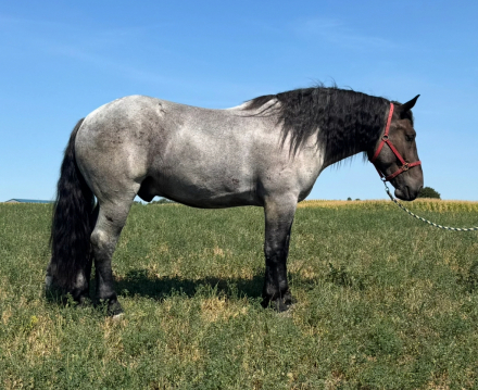 HorseID: 2305521 Blue Boy - PhotoID: 1088923