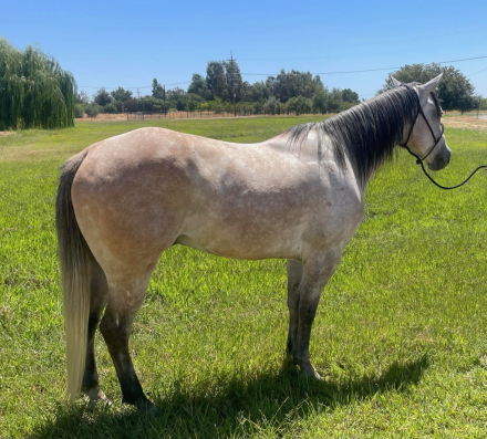 HorseID: 2305522 ML ZANS SUCESS - PhotoID: 1088917