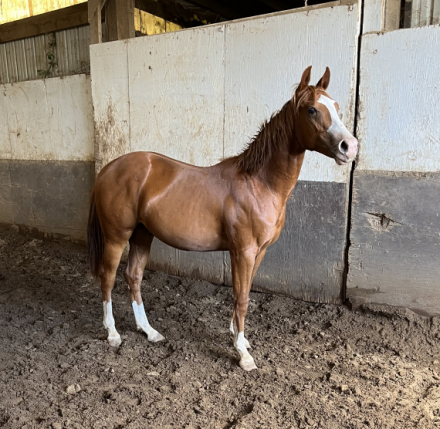 HorseID: 2305524 Jagger - PhotoID: 1088918