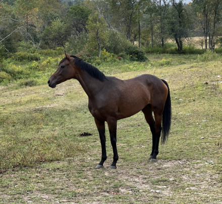 HorseID: 2305529 Hop for Helga - PhotoID: 1088920