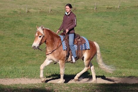 HorseID: 2305538 Argan Bhf - PhotoID: 1088924