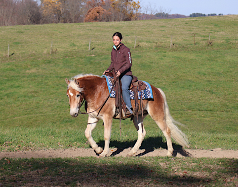 HorseID: 2305538 Argan Bhf - PhotoID: 1088925