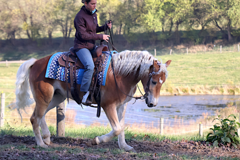 HorseID: 2305538 Argan Bhf - PhotoID: 1088926