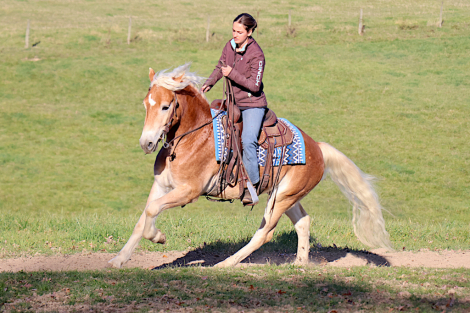 HorseID: 2305538 Argan Bhf - PhotoID: 1088927