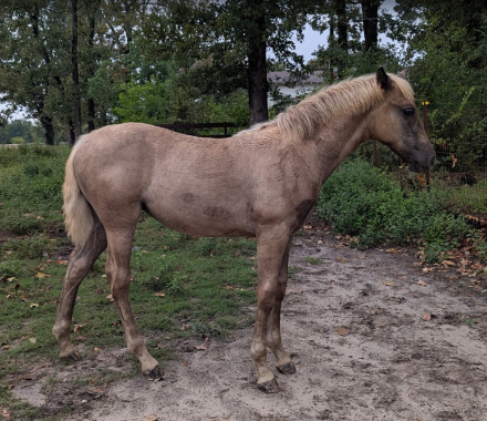 HorseID: 2305539 RFR Spellbound I Am - PhotoID: 1088928