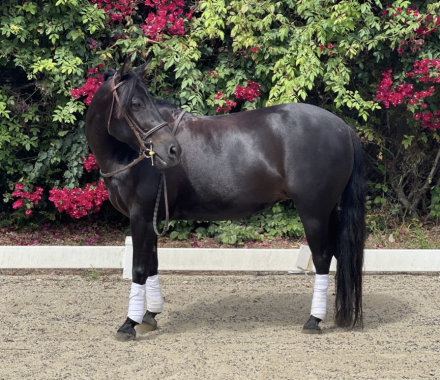 HorseID: 2305541 Roxy - PhotoID: 1088930