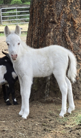 HorseID: 2305542 Winter - PhotoID: 1089014