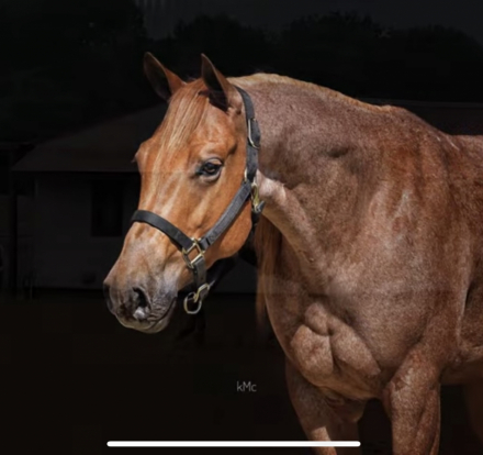 HorseID: 2305543 Chics Magic Magnum - PhotoID: 1088935