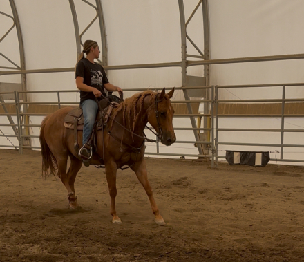 HorseID: 2305543 Chics Magic Magnum - PhotoID: 1088937