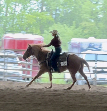 HorseID: 2305543 Chics Magic Magnum - PhotoID: 1088938