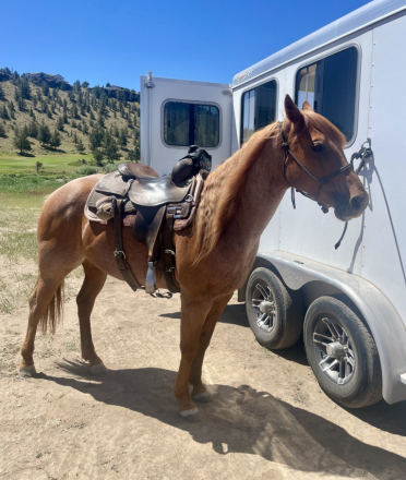 HorseID: 2305543 Chics Magic Magnum - PhotoID: 1088940