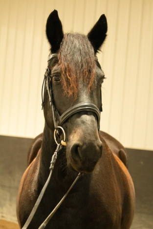 HorseID: 2305544 Annabelle - PhotoID: 1088931