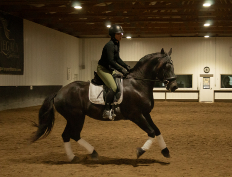 HorseID: 2305544 Annabelle - PhotoID: 1088932