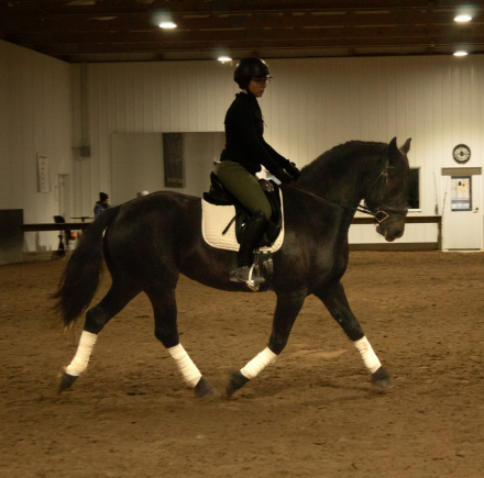 HorseID: 2305544 Annabelle - PhotoID: 1088933