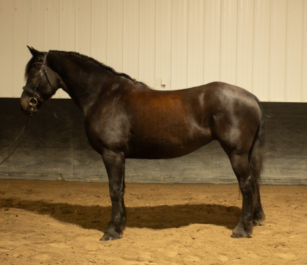 HorseID: 2305544 Annabelle - PhotoID: 1088934